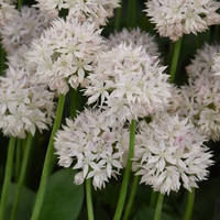 Allium  'Graceful Beauty' Photo: J. Amand